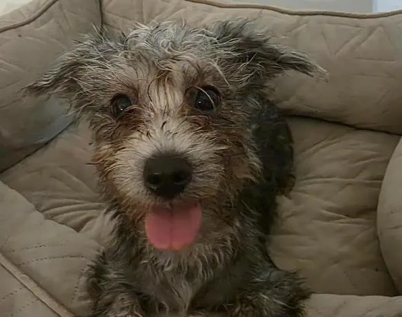 A baby small-sized female Gray / Blue / Silver Miniature Schnauzer dog named Marley for adoption in Manvel, TX