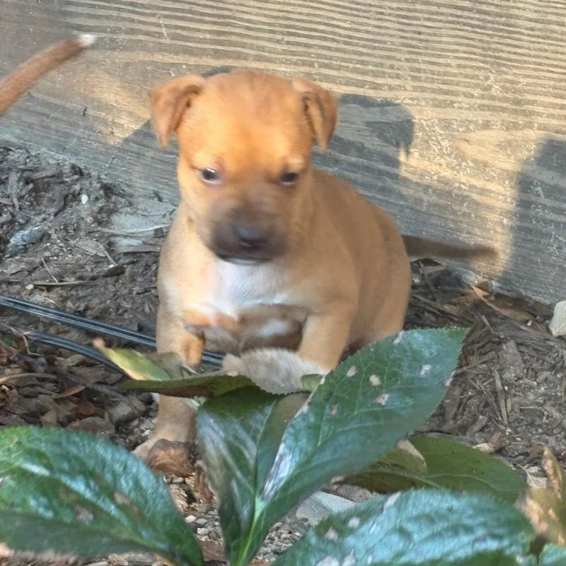 A baby medium-sized male Terrier dog named Spud for adoption in Waxhaw, NC