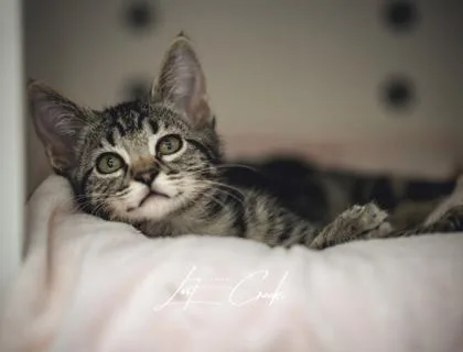 Olly