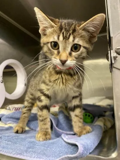 A baby small-sized female Domestic Short Hair cat named Honey Bunny for adoption in Hobart, IN
