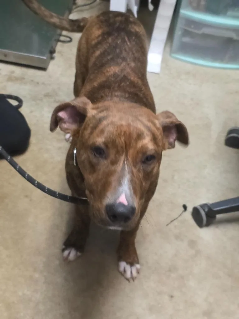 A baby medium-sized male Terrier dog named Wagyu for adoption in New Braunfels, TX