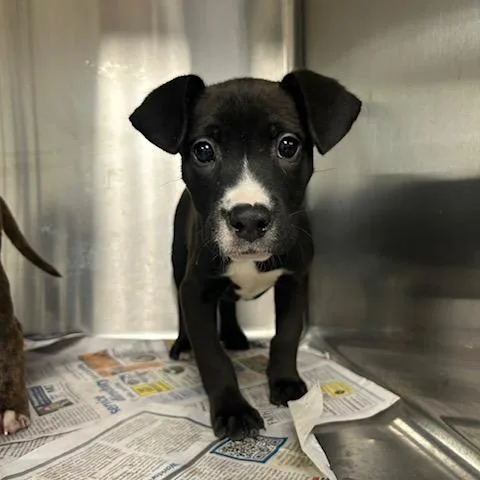 A baby small-sized male Black Mixed Breed dog named Jamie for adoption in Knoxville, TN