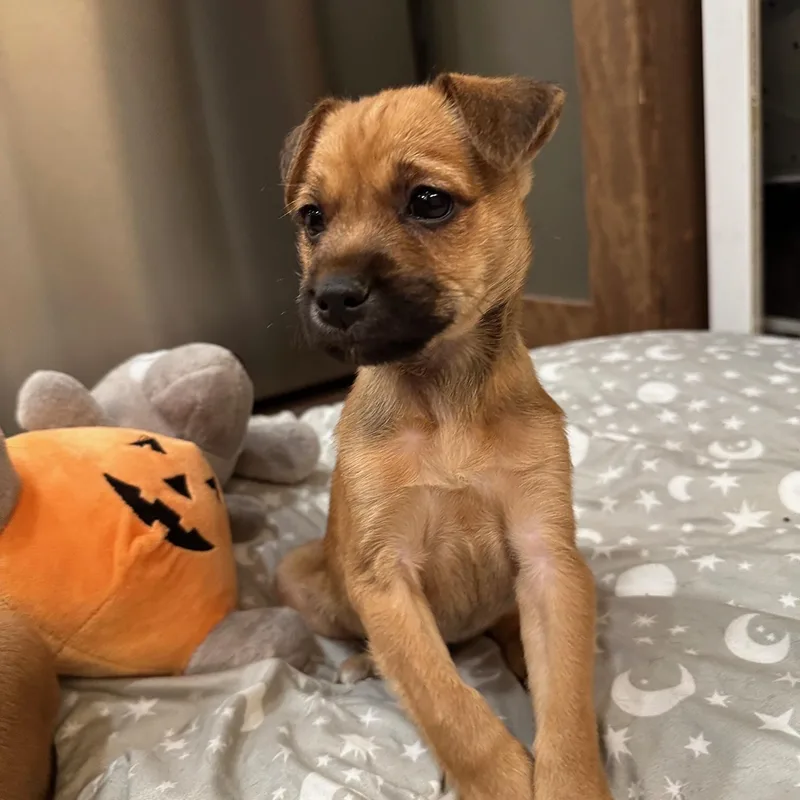 Teddy Bear thumbnail 3