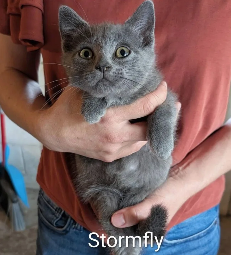 A baby medium-sized male Gray / Blue / Silver Domestic Short Hair cat named Stormfly for adoption in Maggie Valley, NC