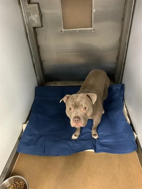 A young medium-sized male Pit Bull Terrier dog named Blaze for adoption in San Jose, CA