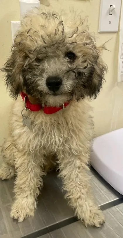 A young small-sized male Poodle dog named Yogi for adoption in Burlington, WA