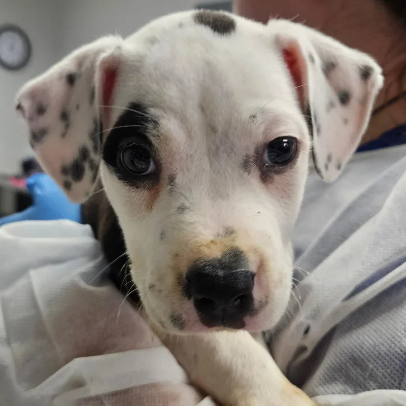 A baby small-sized female White / Cream Mixed Breed dog named Nessa for adoption in Greenville, SC