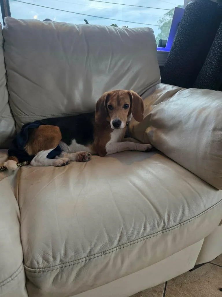 Juno