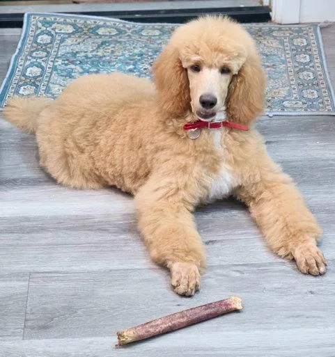 A baby large-sized female Standard Poodle dog named Princess Buttercup for adoption in Anaheim Hills, CA