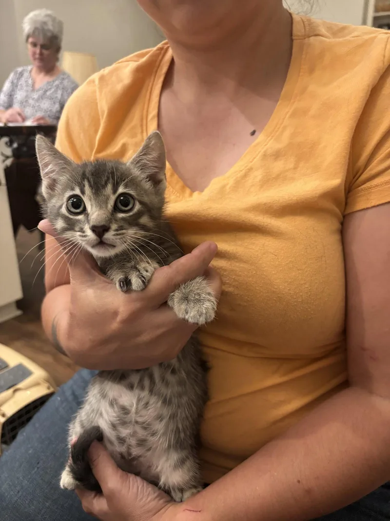 A young medium-sized male Domestic Short Hair cat named Christian for adoption in Camden, SC