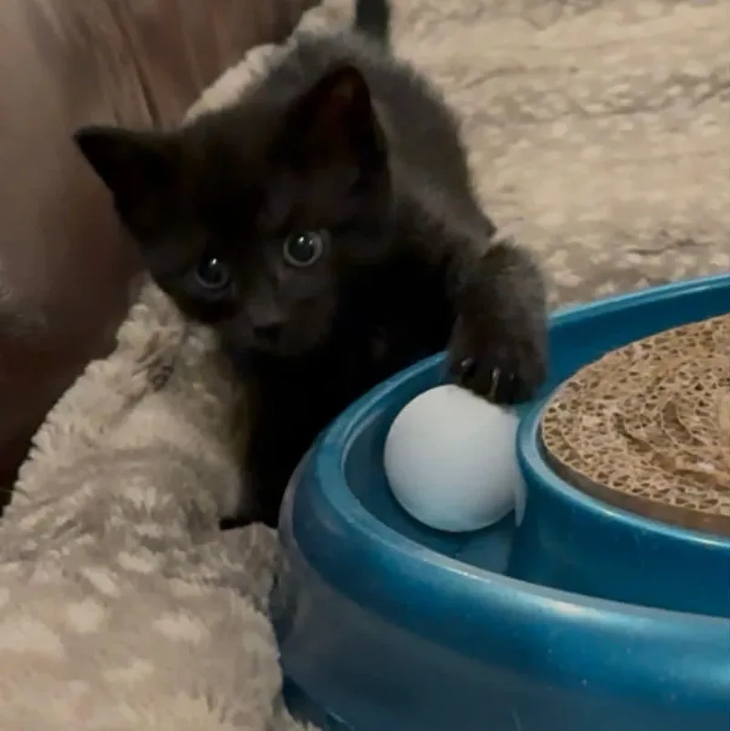 A baby small-sized female Black Domestic Short Hair cat named Maggie for adoption in LITTLE MOUNTAIN, SC
