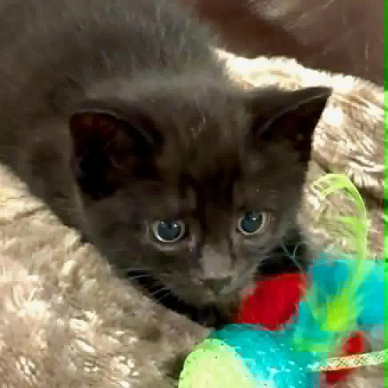 Maggie thumbnail 6