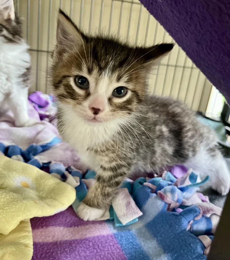 A baby medium-sized male Tabby (Brown / Chocolate) Domestic Short Hair cat named Havarti for adoption in Seville, OH
