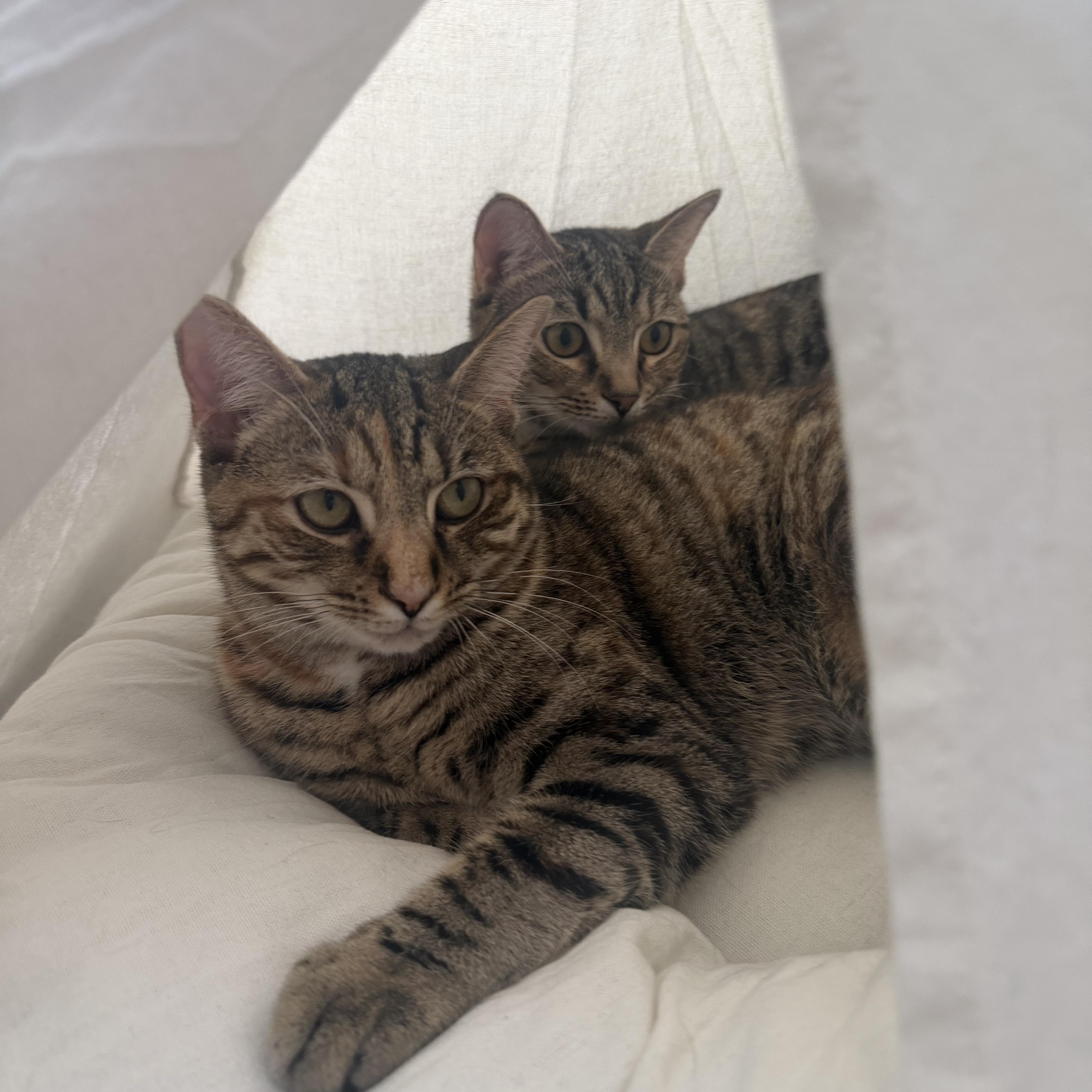 A young medium-sized female Tabby (Brown / Chocolate) American Shorthair cat named Tabatha for adoption in North Myrtle Beach, SC