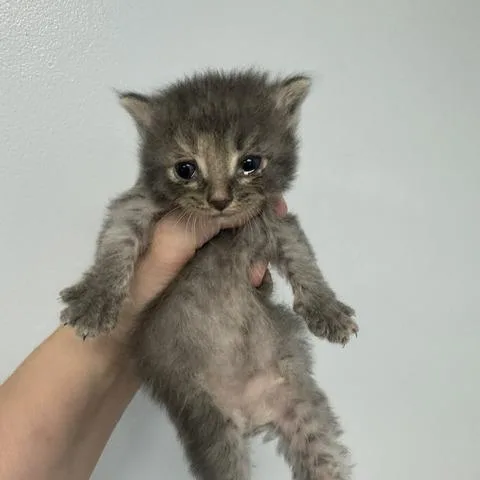 A baby small-sized female Domestic Long Hair cat named Haddie for adoption in Indianapolis, IN