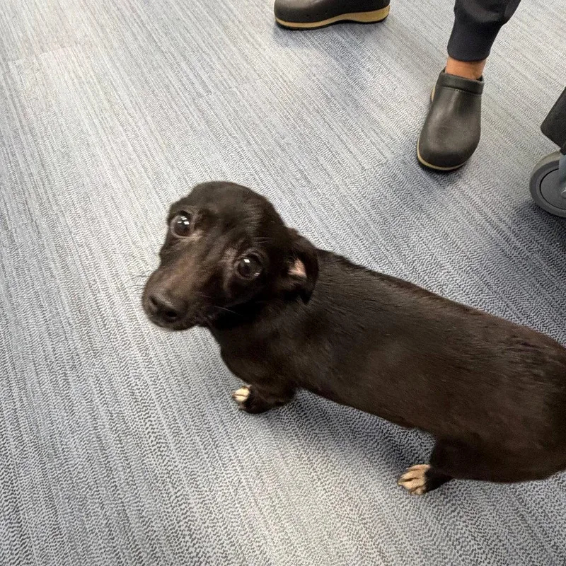 An adult small-sized female Chihuahua dog named Ratt for adoption in Tarboro, NC