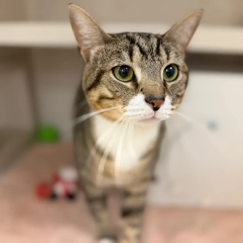 An adult medium-sized male Brown / Chocolate Domestic Short Hair cat named Jimmy for adoption in Sarasota, FL