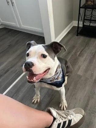 An adult large-sized female Mixed Breed dog named Malika for adoption in Chamblee, GA
