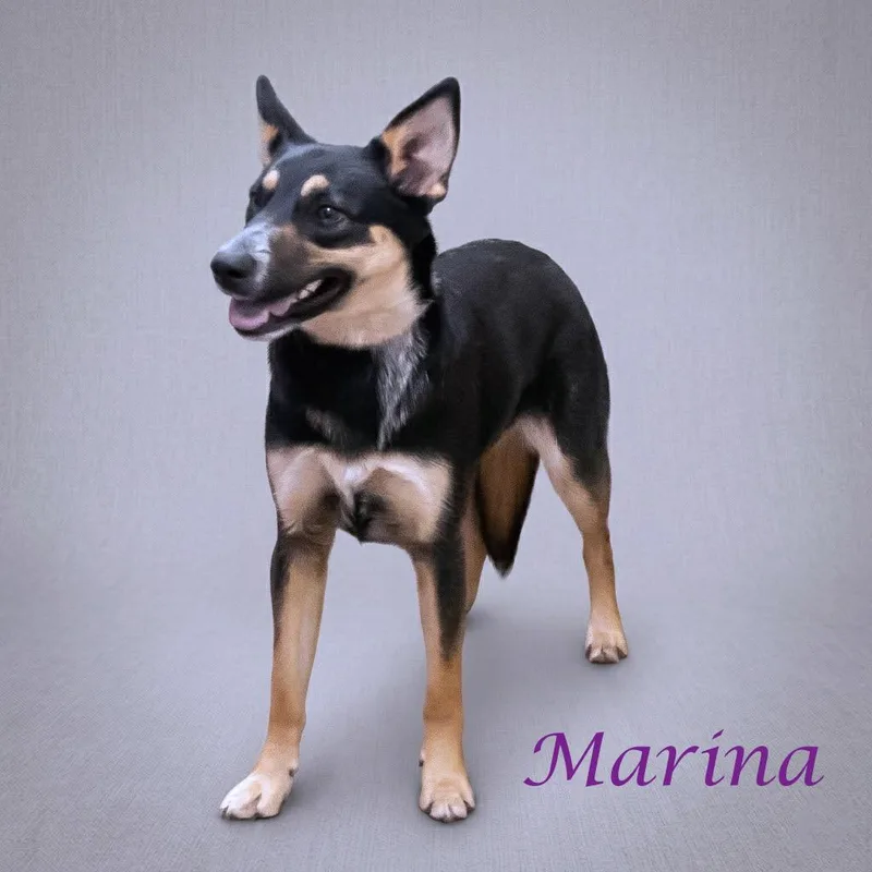 A young medium-sized female Black Shepherd dog named Marina D for adoption in Lebanon, TN