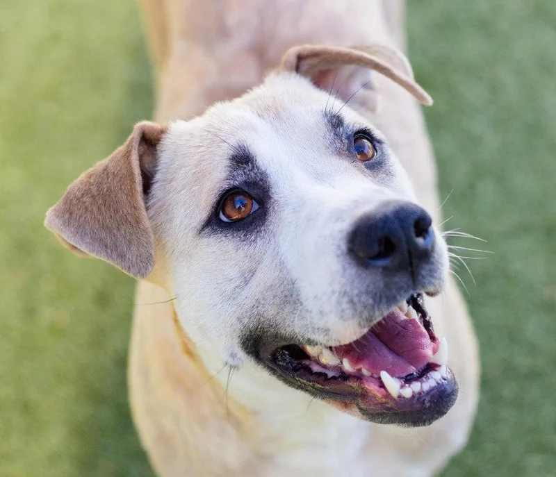 A young medium-sized female Labrador Retriever dog named Sarah for adoption in Bloomfield, CT