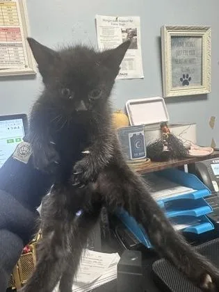 A baby small-sized male Domestic Short Hair cat named Hamish for adoption in Chamblee, GA