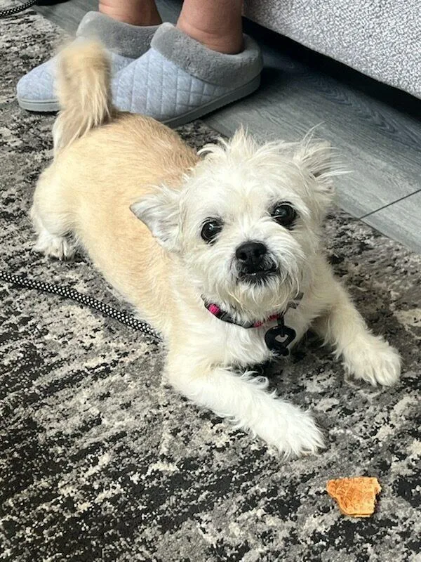 A senior small-sized female Border Terrier dog named Niki for adoption in Parker, CO