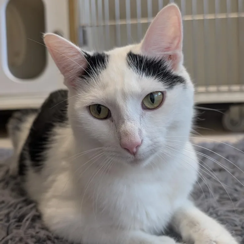 A young medium-sized female White Domestic Short Hair cat named Marceline The Vampire Queen for adoption in Toledo, OH