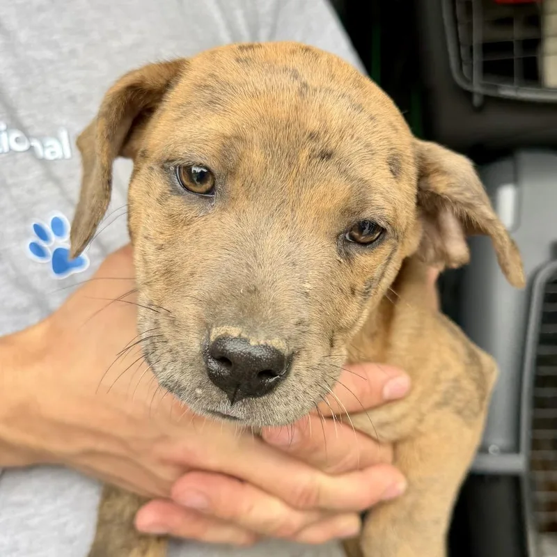 A baby medium-sized female Red / Chestnut / Orange Mixed Breed dog named Cyndi for adoption in DeKalb, IL