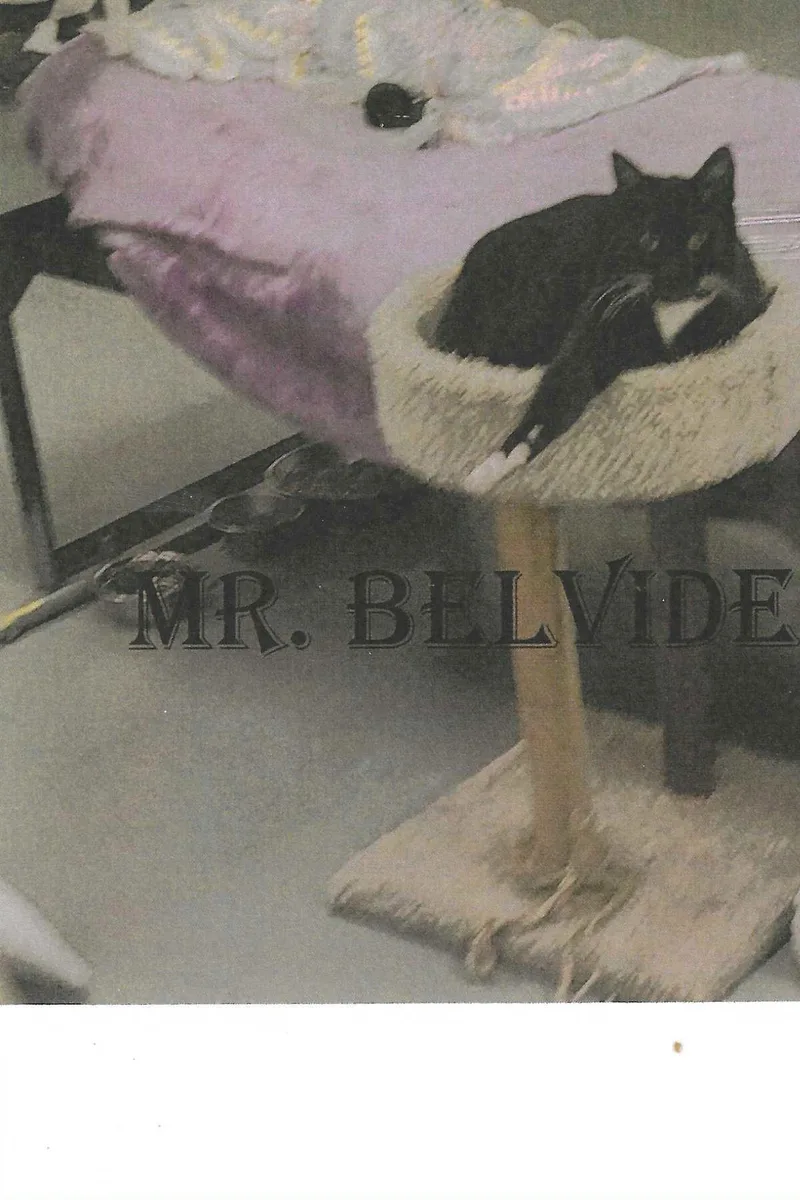 Mr Belvedere thumbnail 2