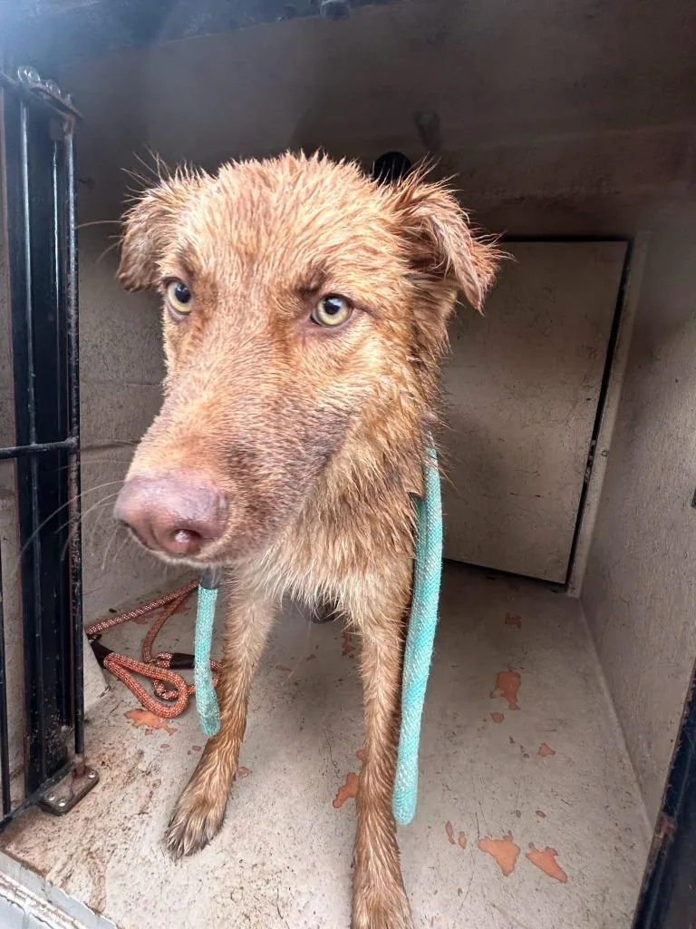A baby medium-sized male Mixed Breed dog named Red for adoption in Holbrook, AZ