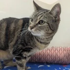 Buttercup thumbnail 2