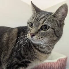 Buttercup thumbnail 3