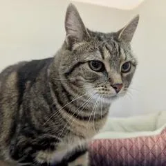 Buttercup thumbnail 4