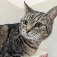 An adult large-sized female Tabby (Brown / Chocolate) Tabby cat named Buttercup for adoption in Green Valley, AZ