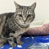 Buttercup thumbnail 5