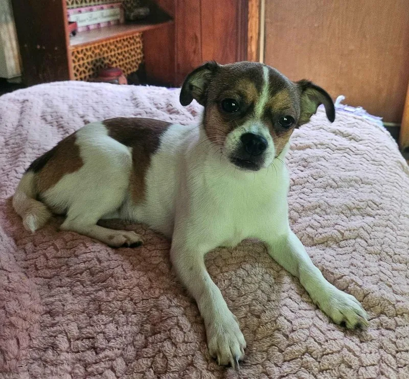 A young small-sized female Tricolor (Brown, Black, & White) Boston Terrier dog named Zig Zag : Zaggy for adoption in Aurora, IN