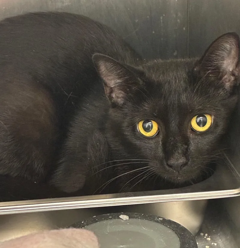 A young small-sized female Domestic Short Hair cat named Caviar for adoption in Hartsville, SC