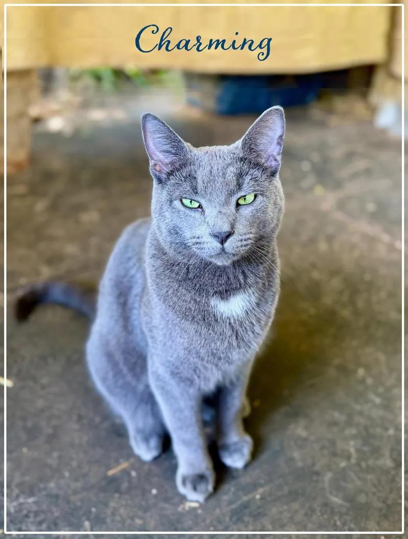 An adult medium-sized male Gray / Blue / Silver Domestic Short Hair cat named Charming for adoption in Flint Hill, VA