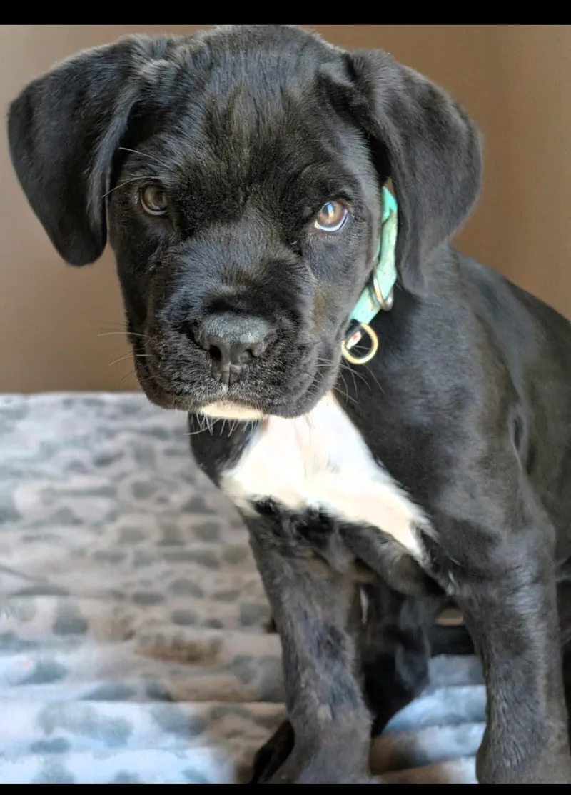 A baby extra large-sized female Black Cane Corso dog named Leelo for adoption in Baton Rouge, LA