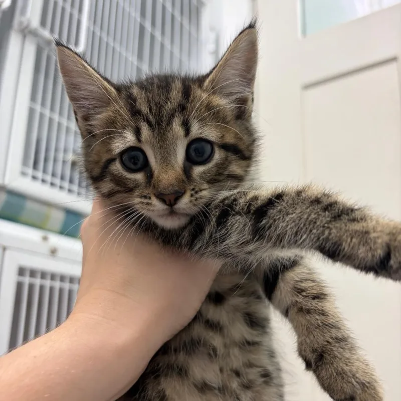 A baby small-sized female Brown / Chocolate Domestic Short Hair cat named China for adoption in Franklin, NC