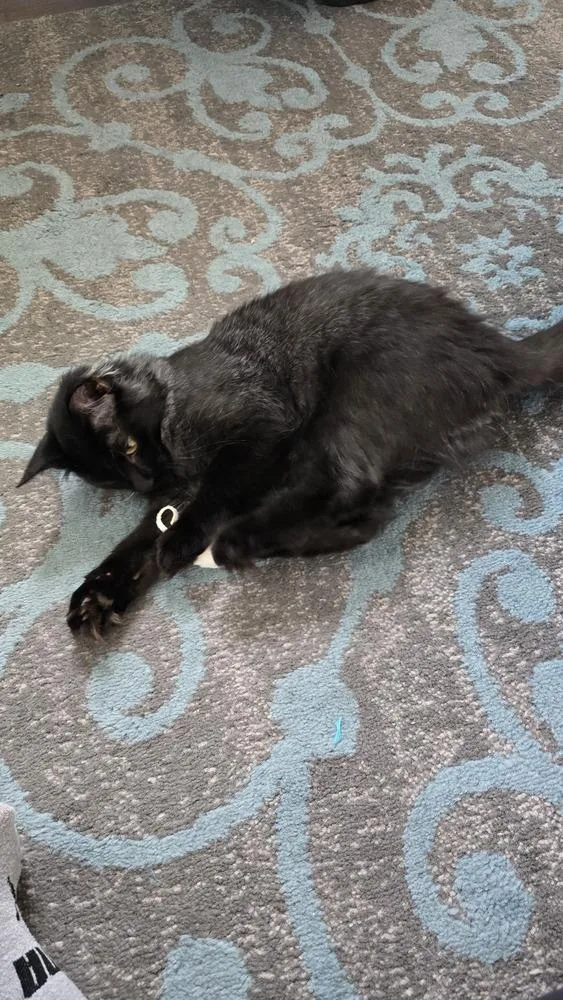 A baby medium-sized male Black Domestic Long Hair cat named Mocha for adoption in Clinton Township, MI