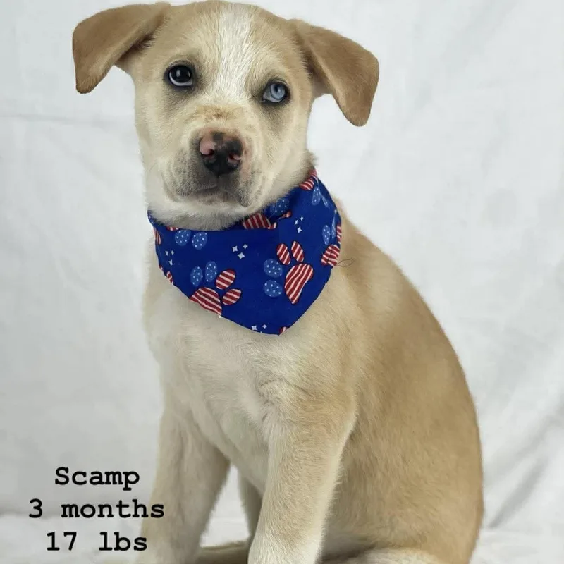 A baby medium-sized male Yellow / Tan / Blond / Fawn Labrador Retriever dog named Scamp  Local April for adoption in Brookshire, TX