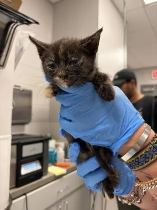 A baby small-sized female Domestic Short Hair cat named White Band for adoption in Gastonia, NC