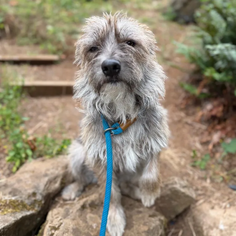 An adult medium-sized female Brown / Chocolate Wirehaired Terrier dog named Clover for adoption in Salem, OR