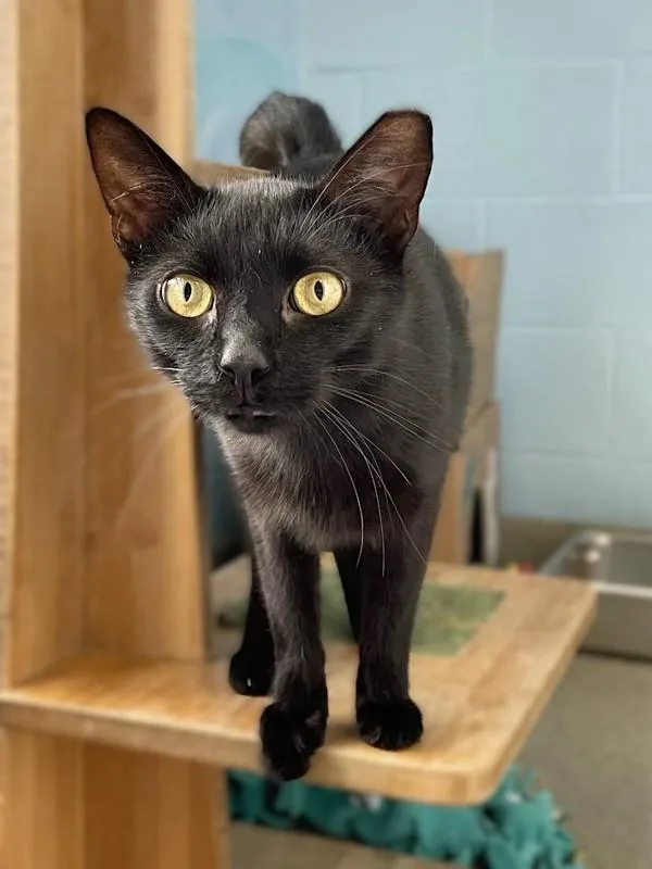 An adult medium-sized male Domestic Short Hair cat named Wyatt for adoption in Roanoke, VA