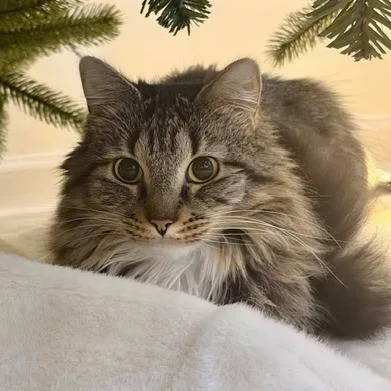 An adult medium-sized female Brown / Chocolate Domestic Long Hair cat named Millie for adoption in Columbus, GA