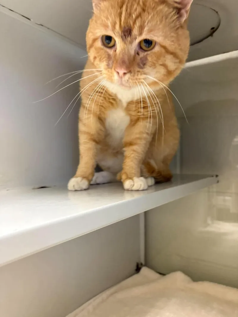An adult medium-sized male Domestic Short Hair cat named Garfield for adoption in Burgaw, NC