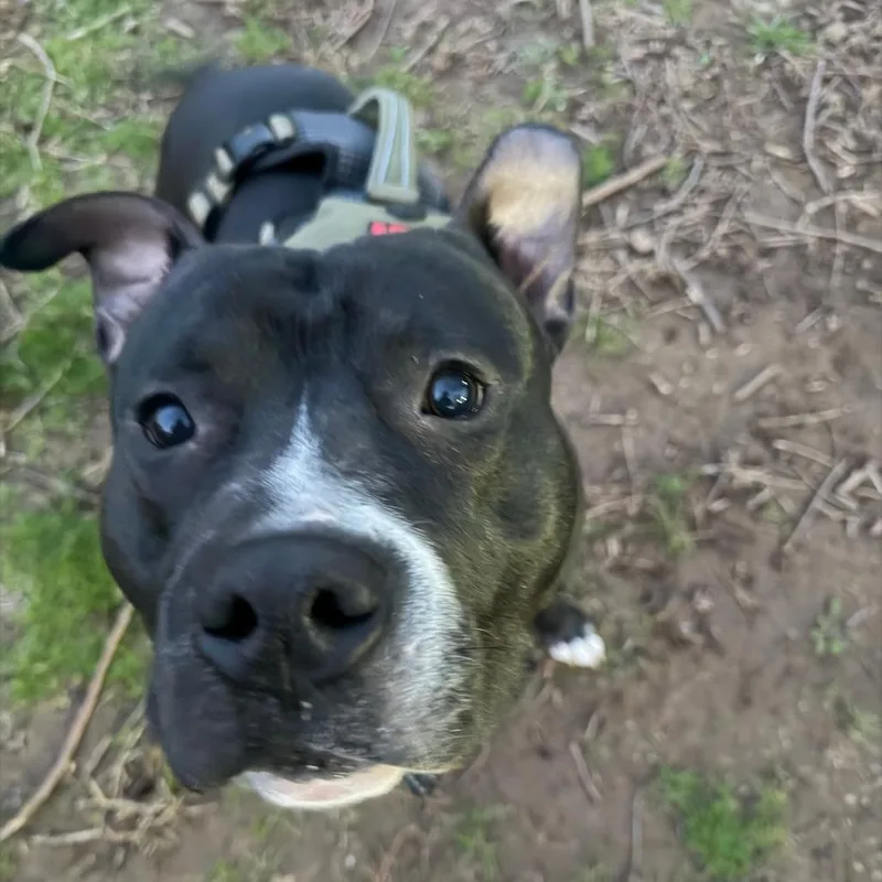An adult large-sized male Black Pit Bull Terrier dog named Creed for adoption in Philadelphia, PA