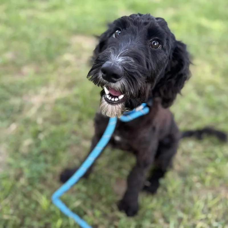 A young medium-sized female Black Standard Poodle dog named Raven Nicole for adoption in Houston, TX