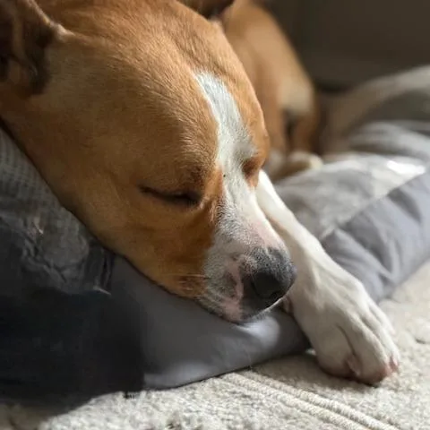 Galveston thumbnail 3